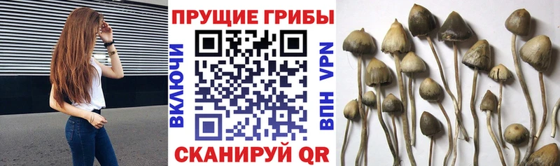 Галлюциногенные грибы Psilocybe  дарнет шоп  KRAKEN   Томмот 